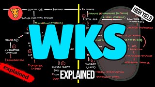 WERNICKEKORSAKOFF SYNDROME Pathogenesis Clinical symptoms Treatment [upl. by Schaaff895]