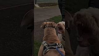 Banned Muzzled XLBully Living Life As The Monster dog dogwalk xlbully bulldog bsl attack [upl. by Kilan]