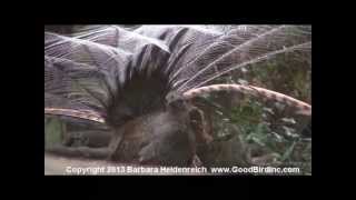 Awesome bird the Lyre Bird mimicking like crazy [upl. by Wenona]