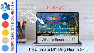 Neurological treatment for dogs with DMIVDDFCEParalysis in dog Part 1 [upl. by Irrem]