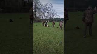 dogtraining Gundogs novice [upl. by Onaimad]