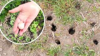 Insert into holes in the ground Voles WILL DISAPPEAR from the garden [upl. by Isahella]