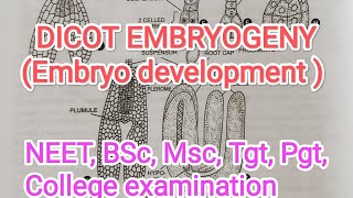 DICOT EMBRYOGENY  EMBRYO DEVELOPMENT  ANGIOSPERM [upl. by Harpole]