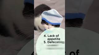 Symptoms of hairballs in cats Cat health Supertailscom shortsindia catlovers [upl. by Menon]