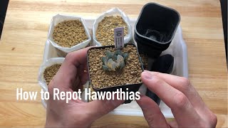 How to Repot Haworthias [upl. by Bremser889]