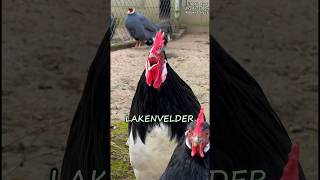 Battle of the crowing roosters With 17 different fancy chicken breeds rooster backyardchickens [upl. by Enehs793]