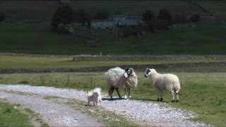 lulu the long haired chihuahua meets some sheep [upl. by Enileuqaj]