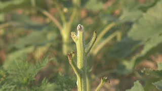 Sunflower festival canceled due to severe drought conditions deer intrusions [upl. by Fonda]