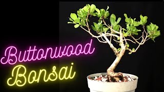 Buttonwood bonsai Conocarpus erectus repotted [upl. by Steel916]