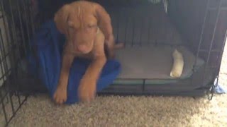 Vizsla Puppy Confinement area setup 7 weeks [upl. by Balliett]