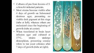 Sporotrichosis I Sporothrix schenckii I Medical mycology Medical mycosis I [upl. by Karame264]