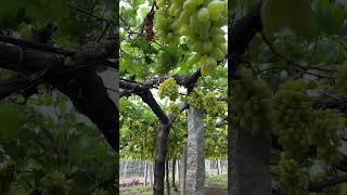 Dil kush Seed Variety Grapes rythubadi agriculture grapegarden [upl. by Jeannette]