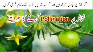 3 Way hand pollination on tomato plants  Tamater k phool kiu gir jate hen [upl. by Klehm]