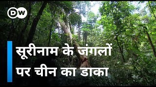 सूरीनाम में चीन का खतरनाक खेल China and Suriname Profit at Cost of Jungles [upl. by Lovmilla]