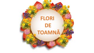 Flori de toamnă  crizantema și tufănica Florile de toamnă Gradinita [upl. by Hanshaw]