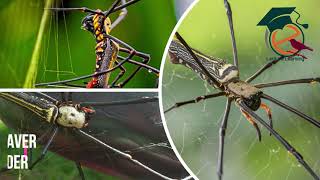 Giant Golden Orbweaver Spider  Nephila pilipes [upl. by Riobard886]