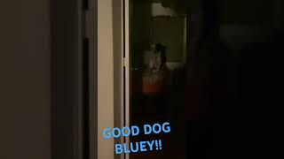 therapydog dogtherapy happydog gooddog exciteddog dog dogs doglover doggie blueheeler fun [upl. by Phare]