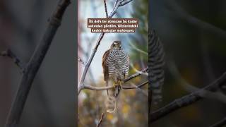 Atmaca atmaca kuşgözlemi istanbulkuşları birdwatching birds wildlife hawk [upl. by Ymerrej235]