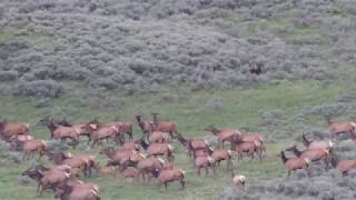 Grizzly Bear Chases Elk in Yellowstone NP [upl. by Uthrop]