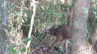 7Point Buck  Opening Day Archery PA [upl. by Elias]