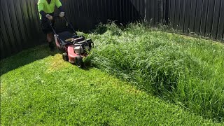 Mowing tall grass perfectly Satisfying [upl. by Rodmun21]