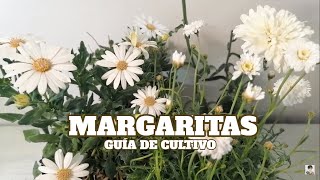 Guía de la margarita chuyito jardinero [upl. by Llirret]