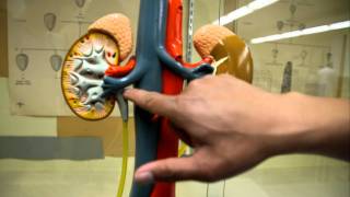 Anatomy Urinary System Ureter Urinary Bladder Kidney [upl. by Odlo7]