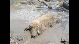 Dagonyázó Mangalica Malacok [upl. by Michael707]