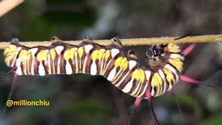 端紫斑蝶幼蟲 Butterfly larva Euploea mulciber [upl. by Icart]