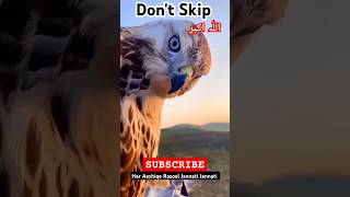 Eagle 🦅 Bird quran quranrecitation shortvideo viralvideo shorts [upl. by Iur]