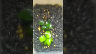 Anubias emersed tanaman aquascape semi air [upl. by Paluas]