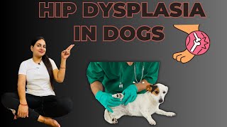 Hip Dysplasia In Dogs  Hip Dysplasia In Dogs Treatment  Hips Dysplasia Symptoms In Dogs doglover [upl. by Cire200]