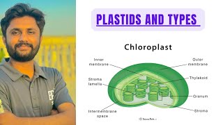 Plastids and their types  Chloroplast and its structure detailed lecture new Sindh text biology [upl. by Eerdna]