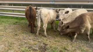 B Bennett Holdings  6 Yearling Steers [upl. by Linsk]