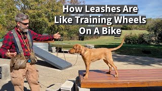 How Leashes Are Like Training Wheels  Dog Training Session Excerpt [upl. by Corder10]