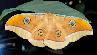 Life cycle of Tussar Silk Moth [upl. by Ellek]