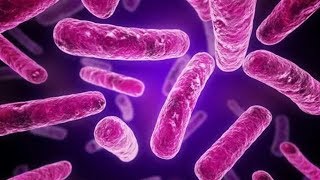 ¿Cuál es la diferencia entre BACTERIAS Gram NEGATIVAS y Gram POSITIVAS [upl. by Eidualc]