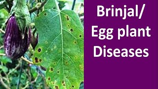 Diseases Management of Brinjal Solanum melongena [upl. by Mariano]