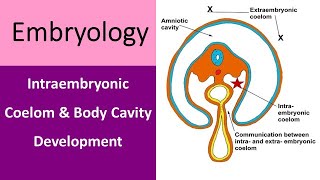 Intraembryonic Coelom and Body Cavity Development [upl. by Nakre]