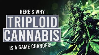 Triploid Cannabis Why Everyone’s Talking About It [upl. by Aliam]