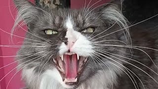 Angry cat hissing compilation 2 [upl. by Trygve]