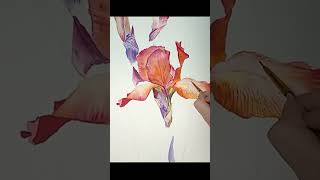 Timelapse drawing Lilac irises flowers in watercolor painting timelapspainting art creation [upl. by Anitsud]