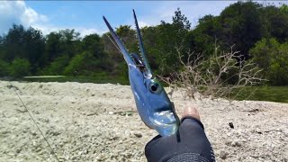 Caught a Needle Fish on shore casting [upl. by Meingoldas]