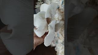 FRESH WHITE OYSTER MUSHROOM mushroomfarming lifelensadventure whiteoystermushroom oystermushroom [upl. by Crescen]