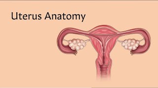 Uterus Anatomy Anatomy [upl. by Kali]