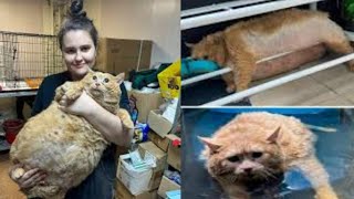 Worlds fattest cat dies despite stint at fat camp [upl. by Ailedroc266]