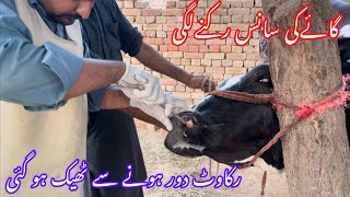 MCF in Cow  Malignant Catarrhal Fever in Cow  Dr Mohsin [upl. by Relluf]