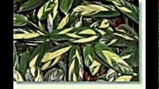 Pfeilwurz Maranta Calathea [upl. by Eniledam90]