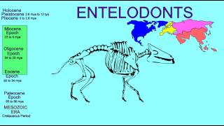 FOSSIL MAMMALS ARTIODACTYLS ENTELODONTS [upl. by Tinya]