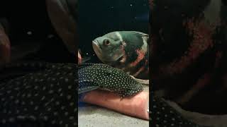 Cascudo comendo cenoura🥕😋 pleco fish aquarium aquariojumbo aquario [upl. by Animaj]